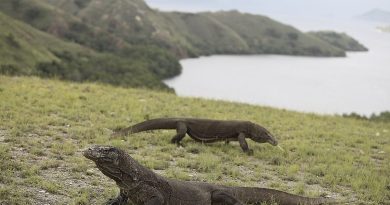 petualangan-seru-di-taman-nasional-komodo-dari-labuan-bajo